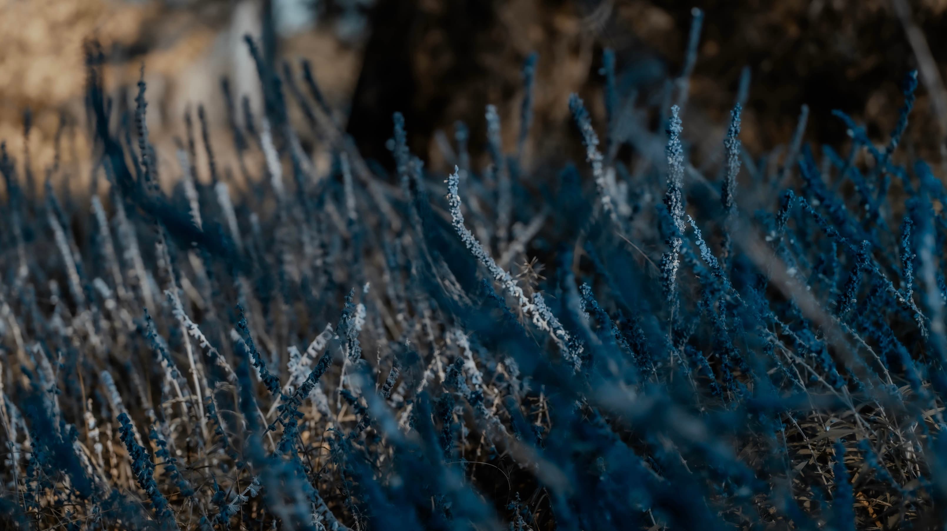 Atmospheric study of blue-toned plants and shallow depth of field.