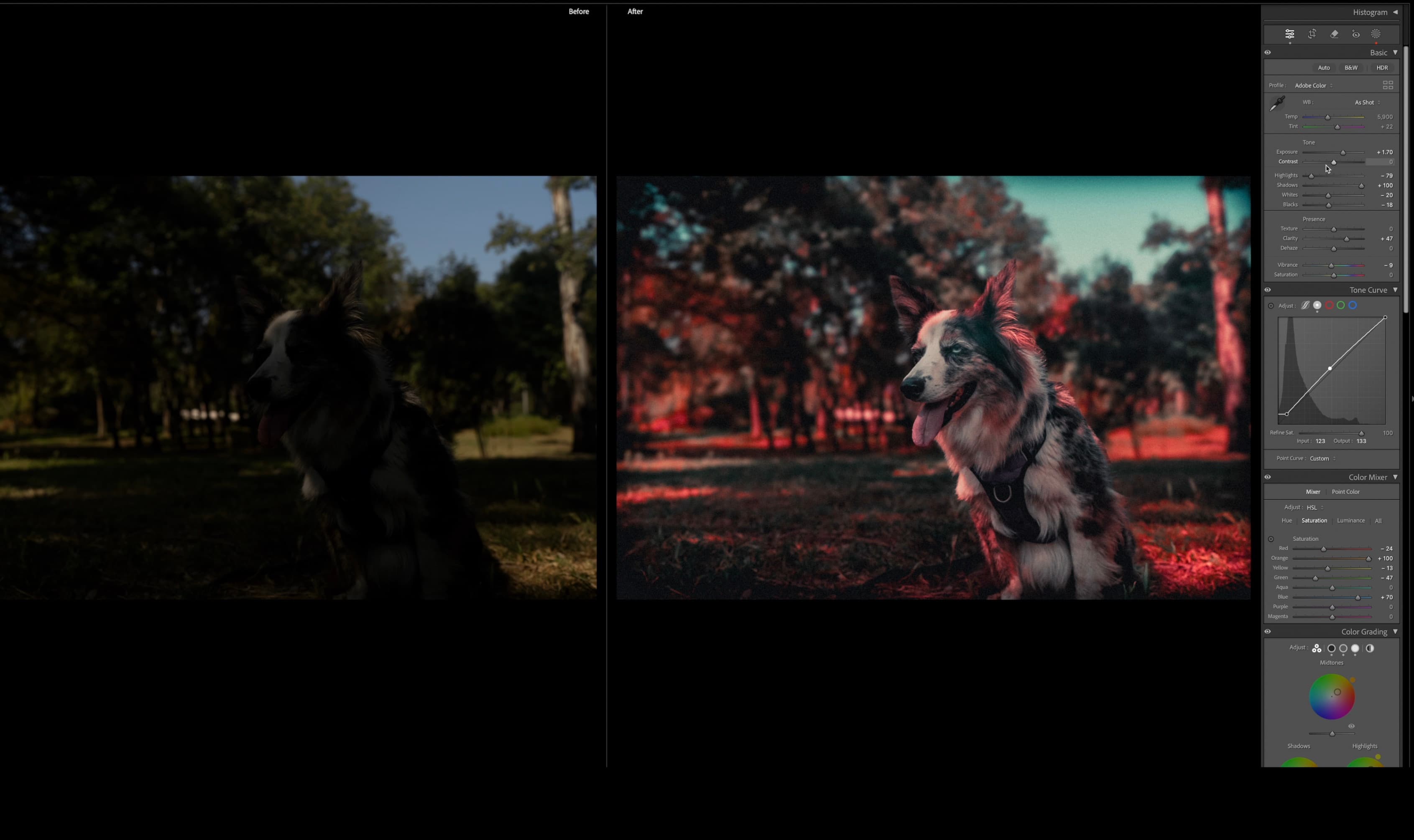 Before and after color edit of a dog portrait.
