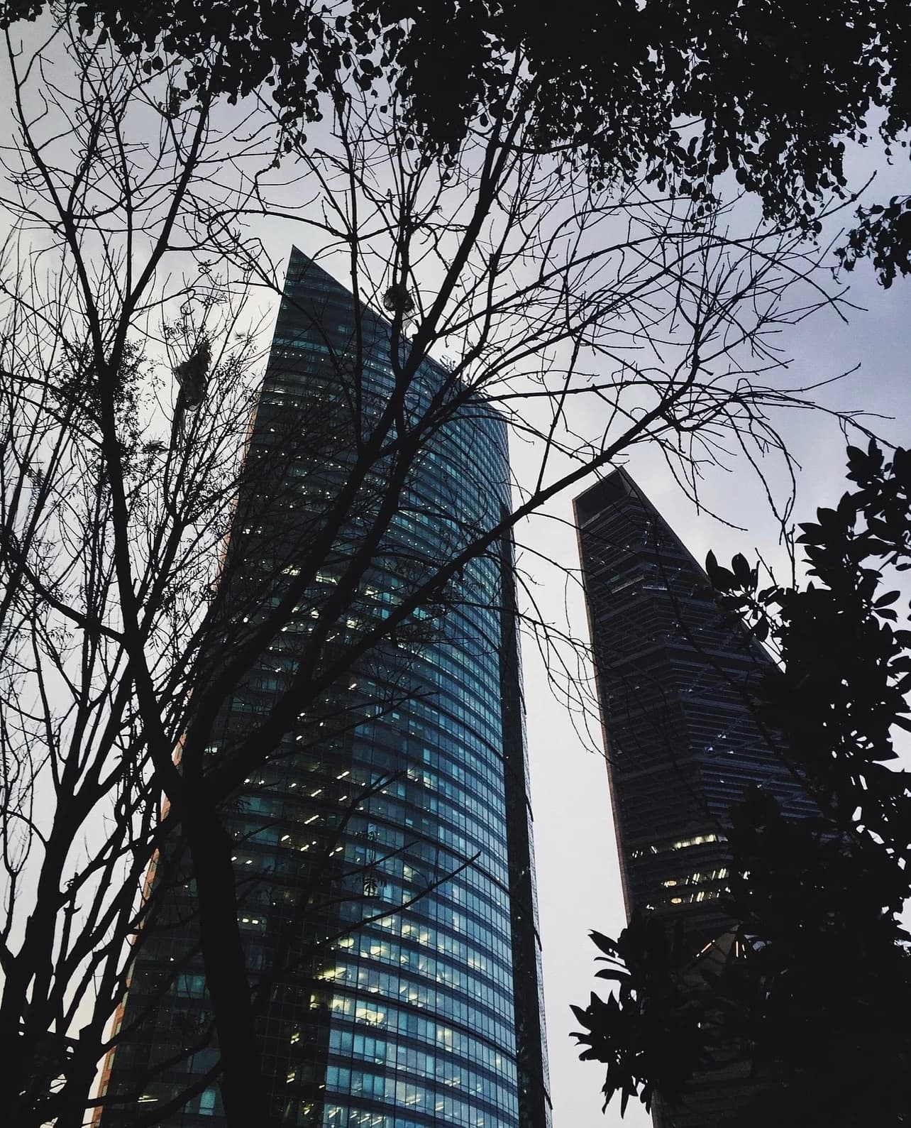 Glass towers framed by dark tree branches