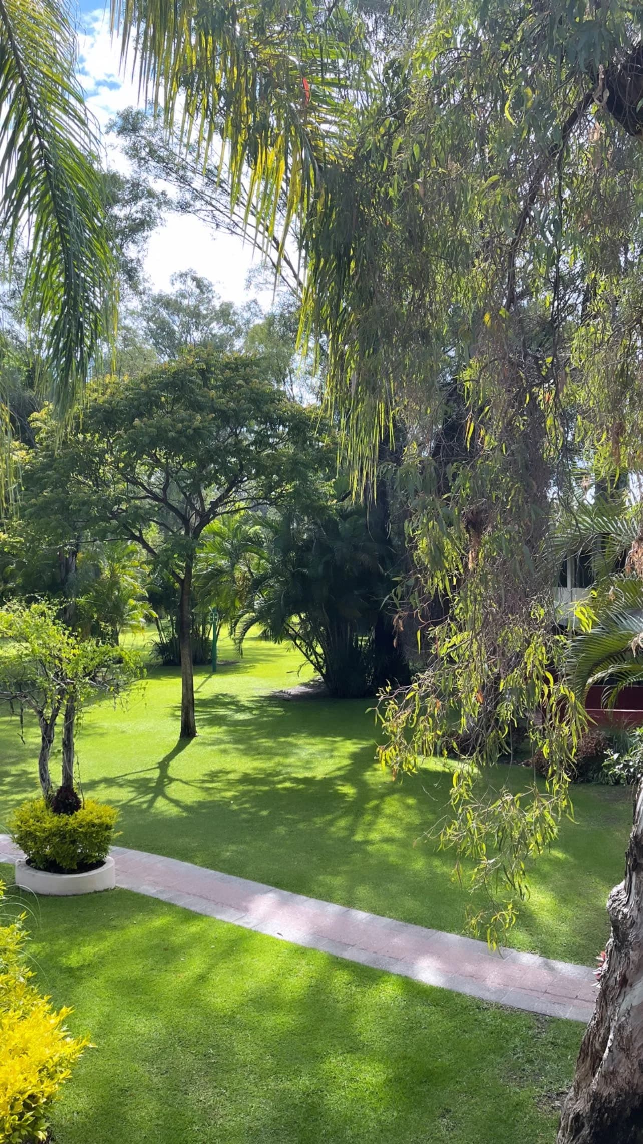 Sunlit garden seen from above