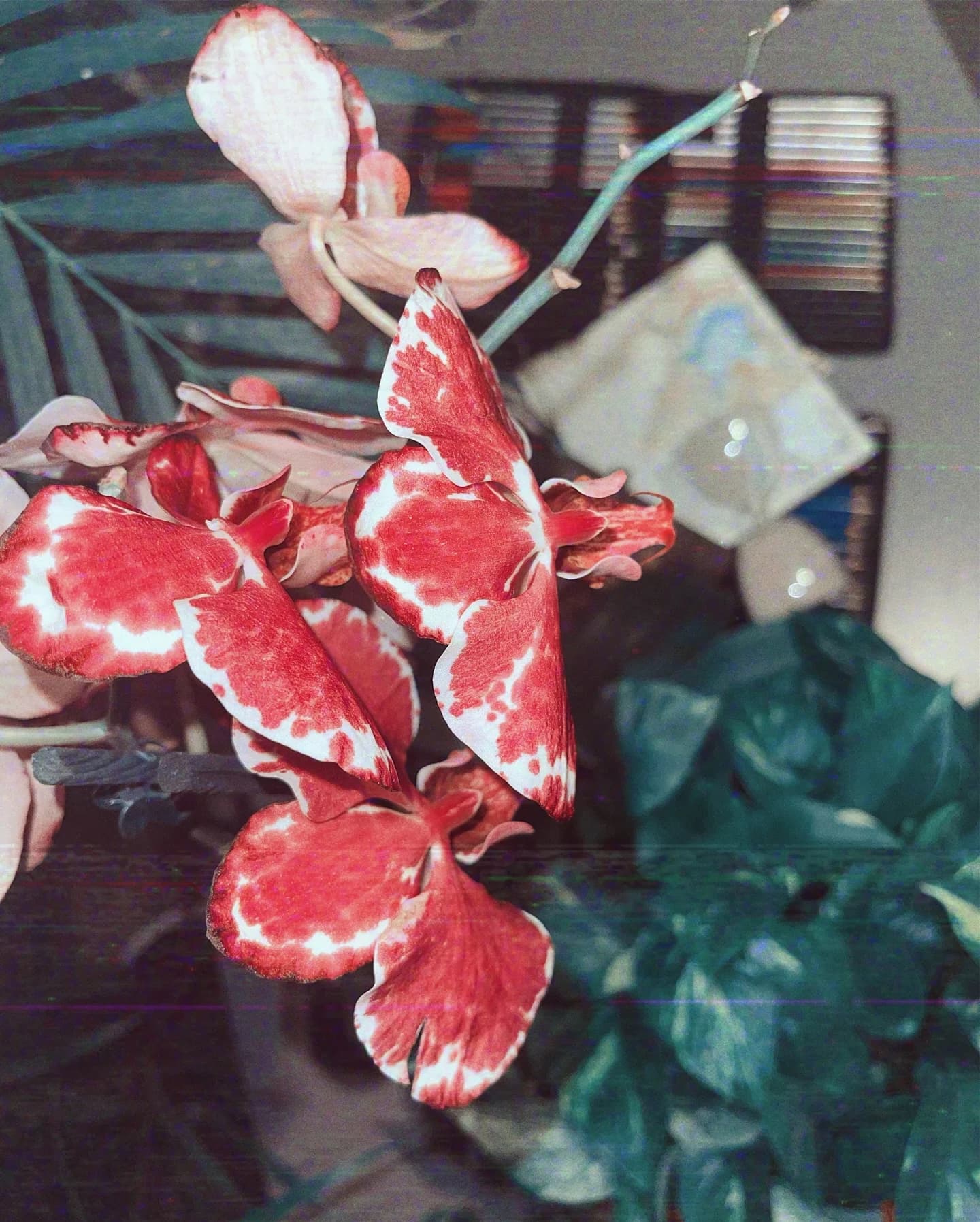 Red and white orchid with a lo-fi analogue texture