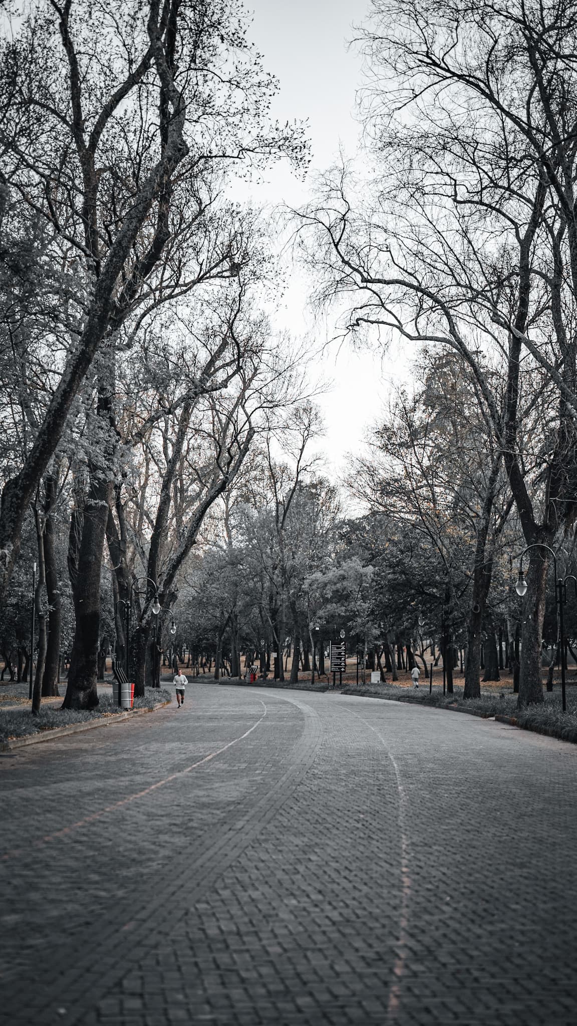 Tree-lined park road with subtle copper tones