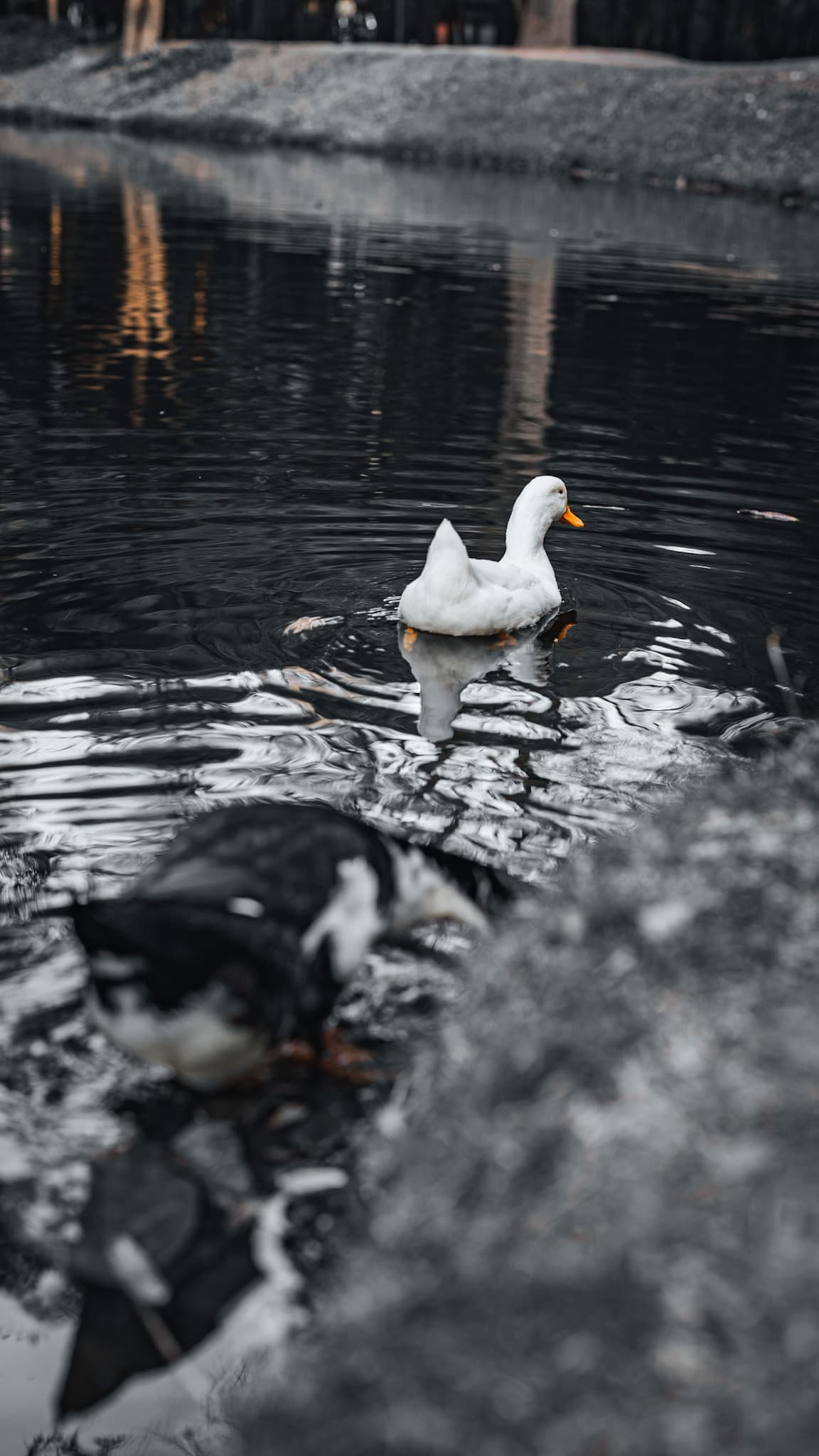 White duck reflected in dark water
