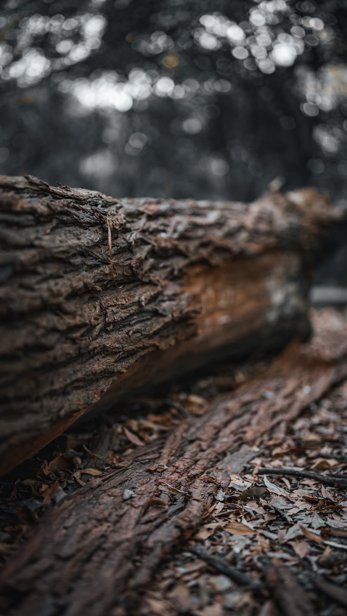 Close-up of a fallen tree with warm brown tones