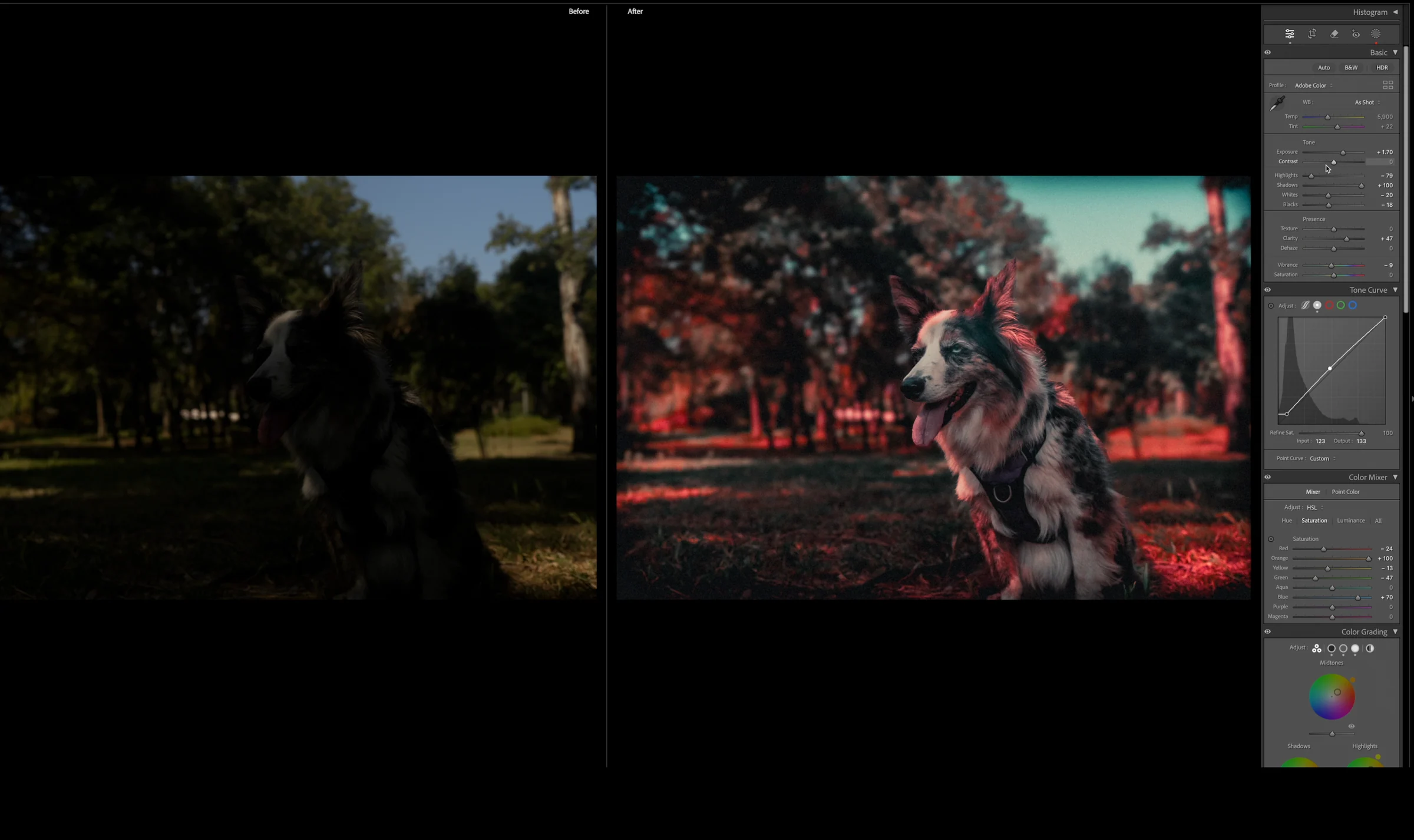 Before and after comparison of a dog portrait edited with warm red and teal color